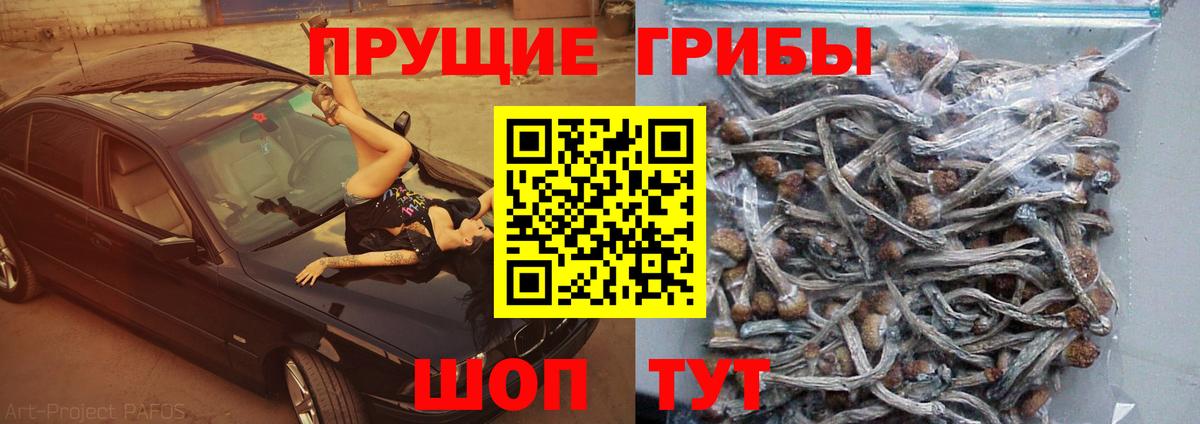 Псилоцибиновые грибы Psilocybe Красноармейск